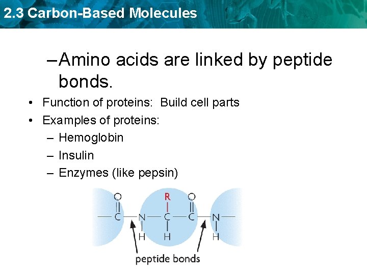 2. 3 Carbon-Based Molecules – Amino acids are linked by peptide bonds. • Function