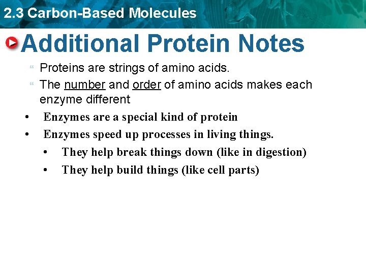 2. 3 Carbon-Based Molecules Additional Protein Notes Proteins are strings of amino acids. The