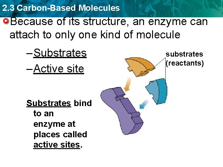 2. 3 Carbon-Based Molecules Because of its structure, an enzyme can attach to only
