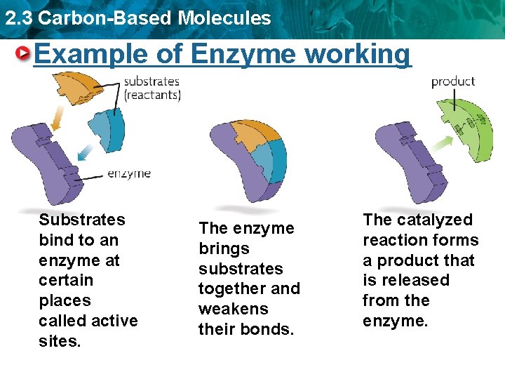 2. 3 Carbon-Based Molecules Example of Enzyme working Substrates bind to an enzyme at