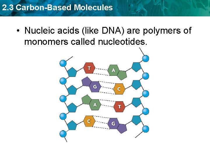 2. 3 Carbon-Based Molecules • Nucleic acids (like DNA) are polymers of monomers called
