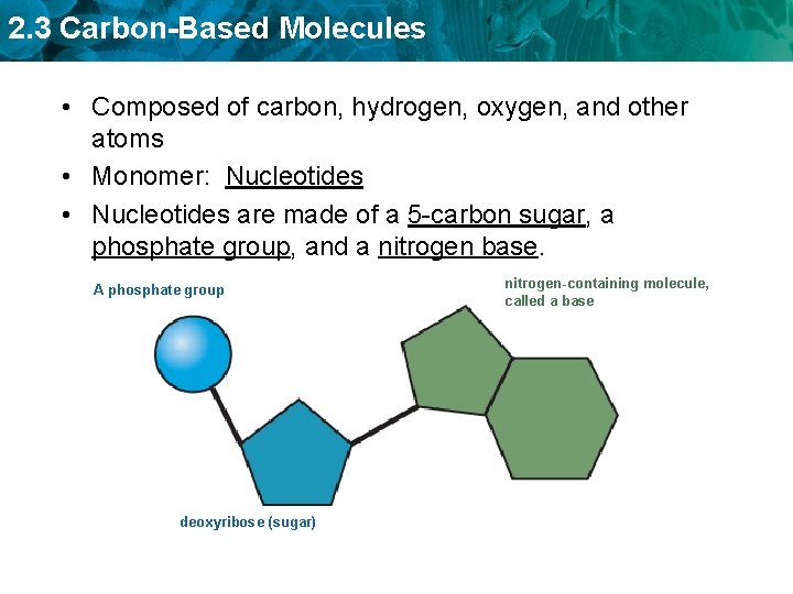 2. 3 Carbon-Based Molecules • Composed of carbon, hydrogen, oxygen, and other atoms •