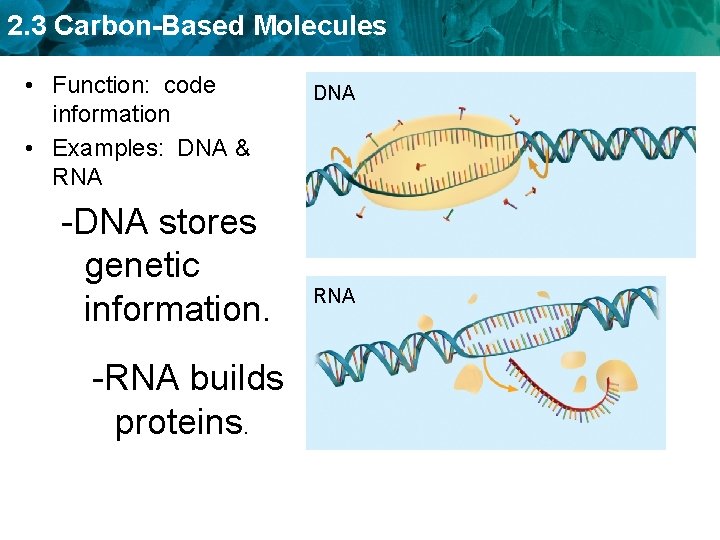 2. 3 Carbon-Based Molecules • Function: code information • Examples: DNA & RNA -DNA