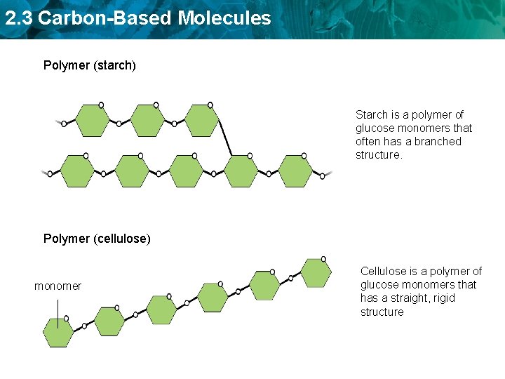 2. 3 Carbon-Based Molecules Polymer (starch) Starch is a polymer of glucose monomers that