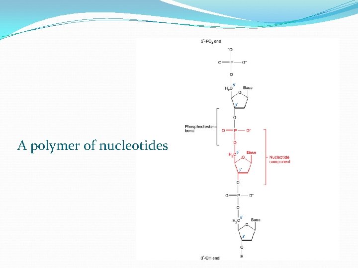 A polymer of nucleotides 
