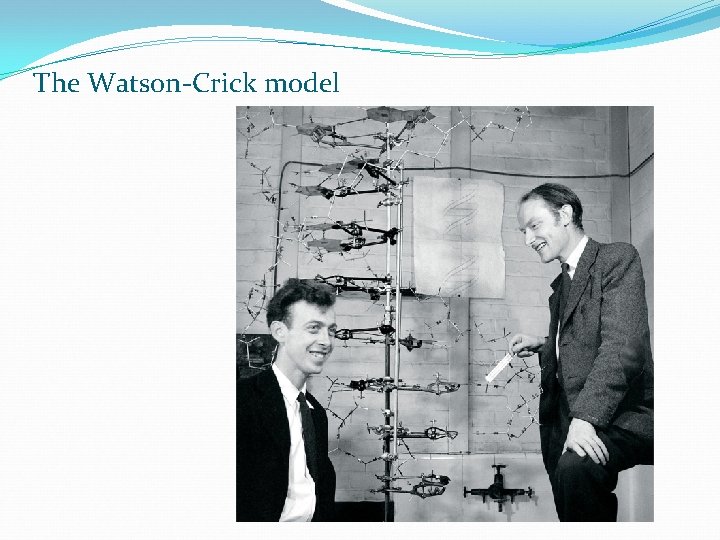 The Watson-Crick model 