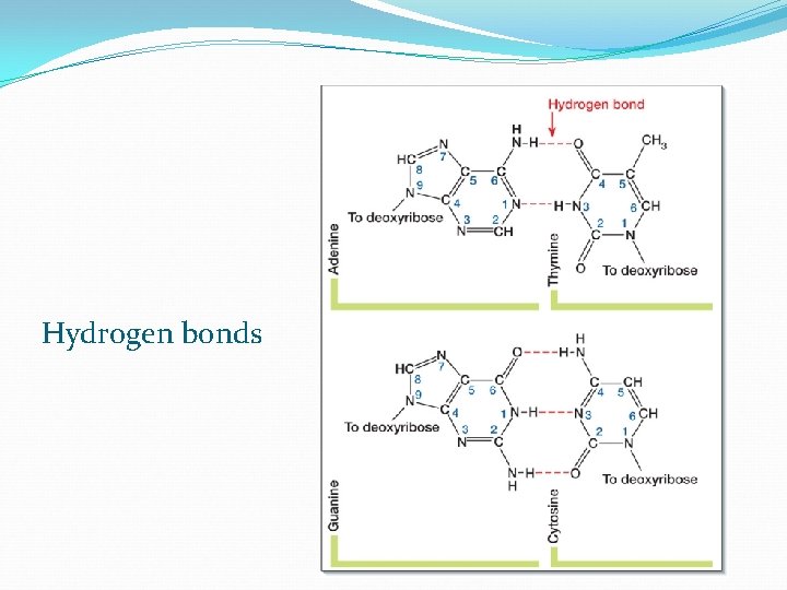 Hydrogen bonds 