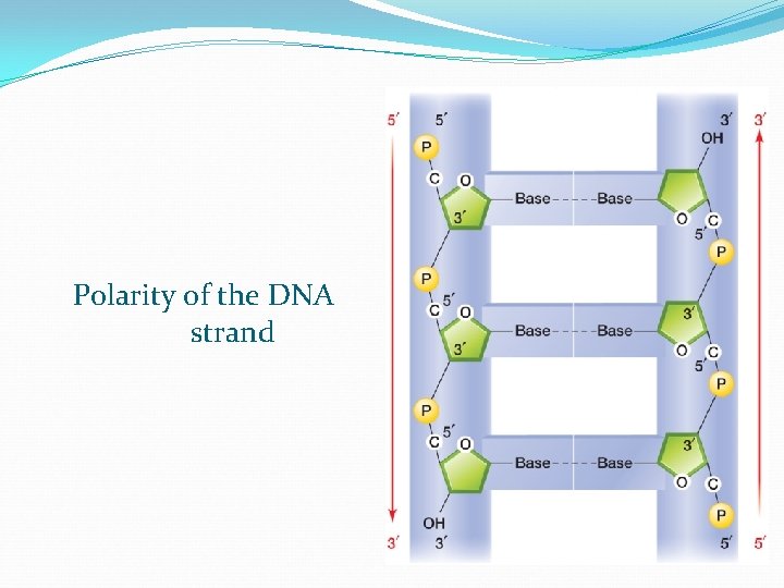 Polarity of the DNA strand 