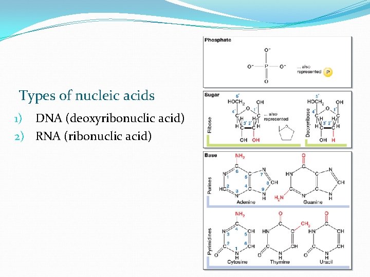 Types of nucleic acids 1) DNA (deoxyribonuclic acid) 2) RNA (ribonuclic acid) 