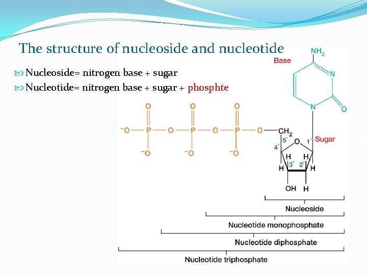 The structure of nucleoside and nucleotide Nucleoside= nitrogen base + sugar Nucleotide= nitrogen base