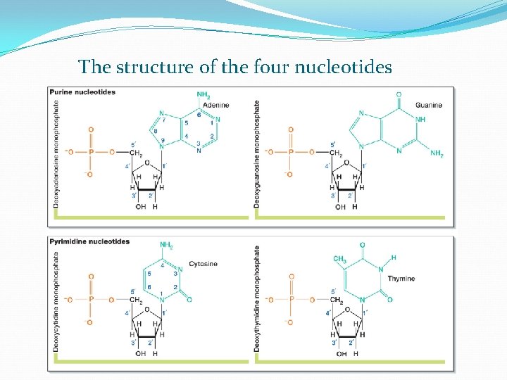 The structure of the four nucleotides 