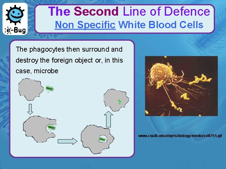 The Second Line of Defence Non Specific White Blood Cells The phagocytes then surround