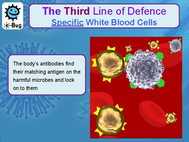 The Third Line of Defence Specific White Blood Cells The body’s antibodies find their