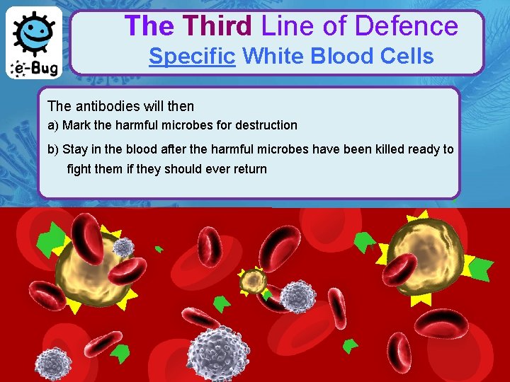 The Third Line of Defence Specific White Blood Cells The antibodies will then a)