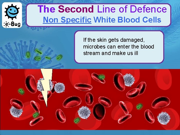 The Second Line of Defence Non Specific White Blood Cells If the skin gets