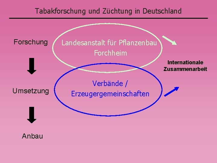 Tabakforschung und Züchtung in Deutschland Forschung Landesanstalt für Pflanzenbau Forchheim Internationale Zusammenarbeit Umsetzung Anbau