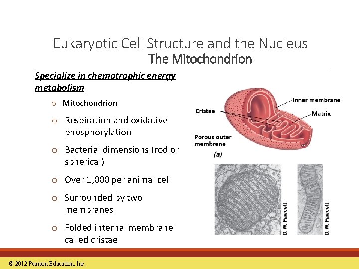 Eukaryotic Cell Structure and the Nucleus The Mitochondrion Specialize in chemotrophic energy metabolism o