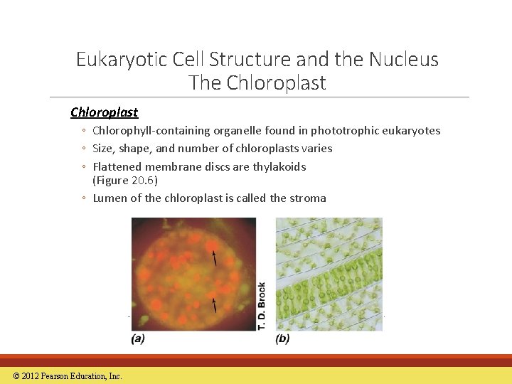 Eukaryotic Cell Structure and the Nucleus The Chloroplast ◦ Chlorophyll-containing organelle found in phototrophic