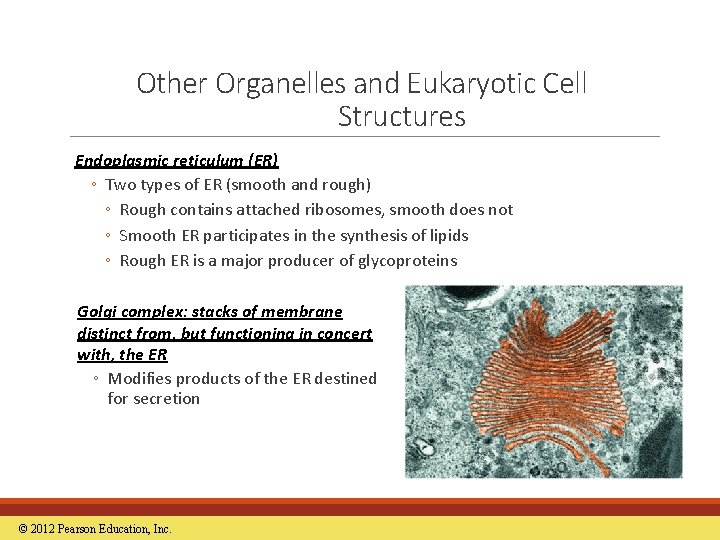 Other Organelles and Eukaryotic Cell Structures Endoplasmic reticulum (ER) ◦ Two types of ER