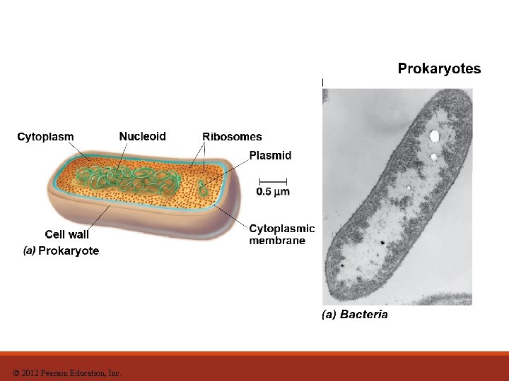 © 2012 Pearson Education, Inc. 