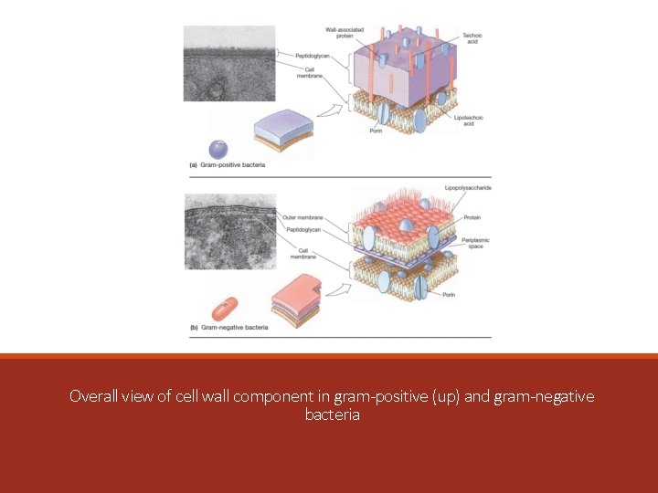 Overall view of cell wall component in gram-positive (up) and gram-negative bacteria 