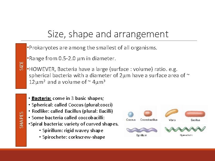 Size, shape and arrangement SHAPES SIZE • Prokaryotes are among the smallest of all
