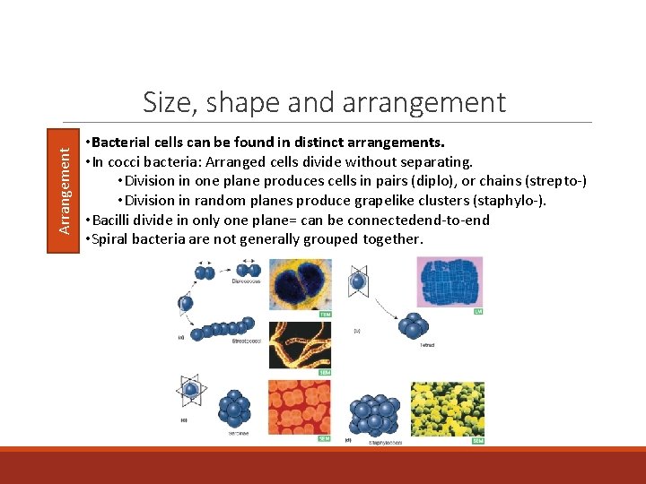 Arrangement Size, shape and arrangement • Bacterial cells can be found in distinct arrangements.