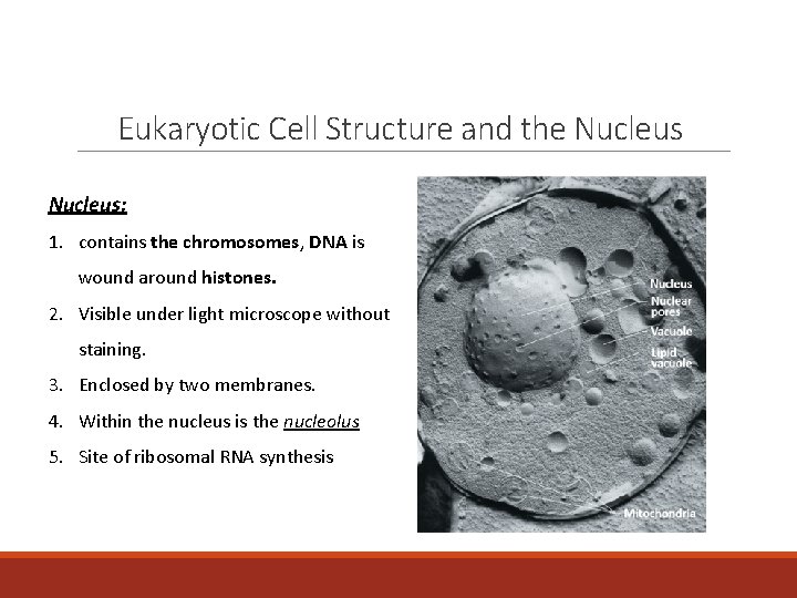 Eukaryotic Cell Structure and the Nucleus: 1. contains the chromosomes, DNA is wound around
