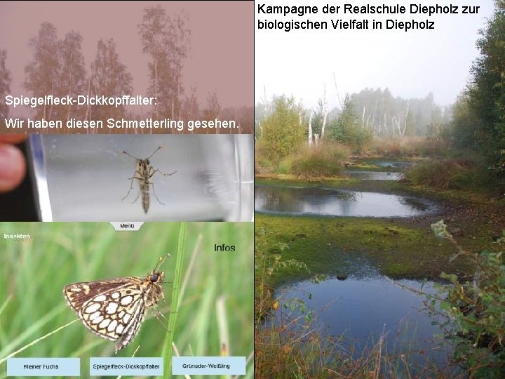 Kampagne der Realschule Diepholz zur biologischen Vielfalt in Diepholz Spiegelfleck-Dickkopffalter: Wir haben diesen Schmetterling