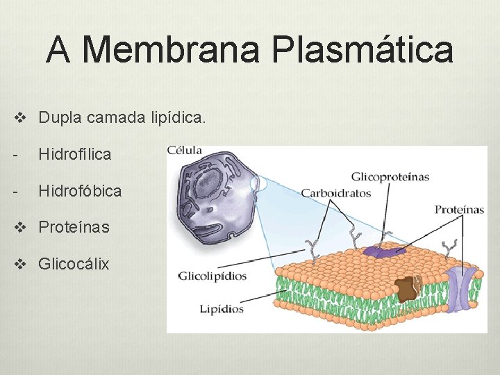 A Membrana Plasmática v Dupla camada lipídica. - Hidrofílica - Hidrofóbica v Proteínas v