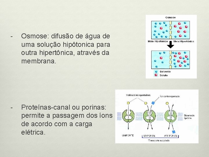 - Osmose: difusão de água de uma solução hipôtonica para outra hipertônica, através da