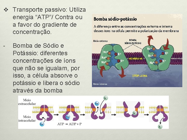 v Transporte passivo: Utiliza energia “ATP”/ Contra ou a favor do gradiente de concentração.