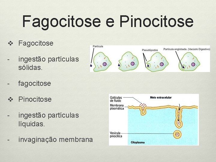 Fagocitose e Pinocitose v Fagocitose - ingestão partículas sólidas. - fagocitose v Pinocitose -