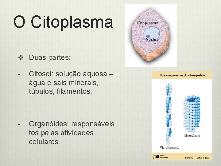 O Citoplasma v Duas partes: - Citosol: solução aquosa – água e sais minerais,