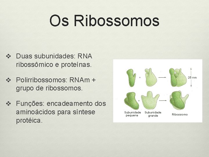 Os Ribossomos v Duas subunidades: RNA ribossômico e proteínas. v Polirribossomos: RNAm + grupo