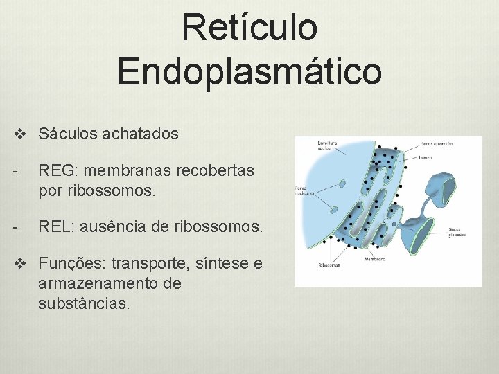 Retículo Endoplasmático v Sáculos achatados - REG: membranas recobertas por ribossomos. - REL: ausência