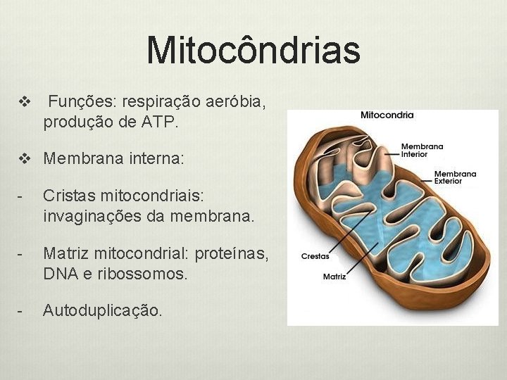 Mitocôndrias v Funções: respiração aeróbia, produção de ATP. v Membrana interna: - Cristas mitocondriais: