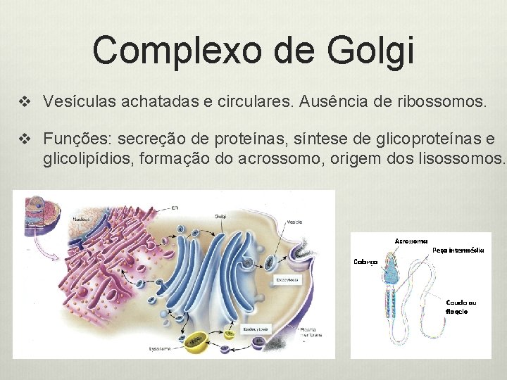 Complexo de Golgi v Vesículas achatadas e circulares. Ausência de ribossomos. v Funções: secreção