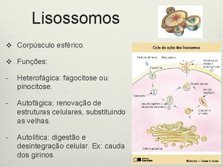 Lisossomos v Corpúsculo esférico. v Funções: - Heterofágica: fagocitose ou pinocitose. - Autofágica: renovação