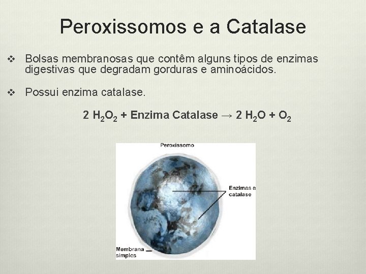 Peroxissomos e a Catalase v Bolsas membranosas que contêm alguns tipos de enzimas digestivas