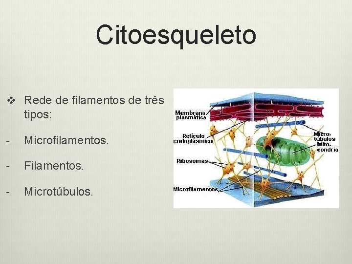 Citoesqueleto v Rede de filamentos de três tipos: - Microfilamentos. - Filamentos. - Microtúbulos.