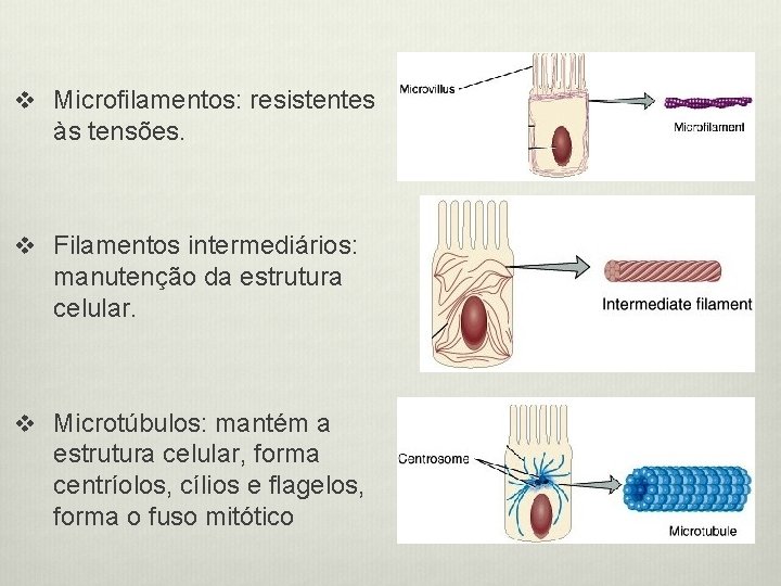 v Microfilamentos: resistentes às tensões. v Filamentos intermediários: manutenção da estrutura celular. v Microtúbulos: