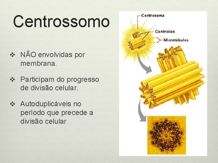 Centrossomo v NÃO envolvidas por membrana. v Participam do progresso de divisão celular. v