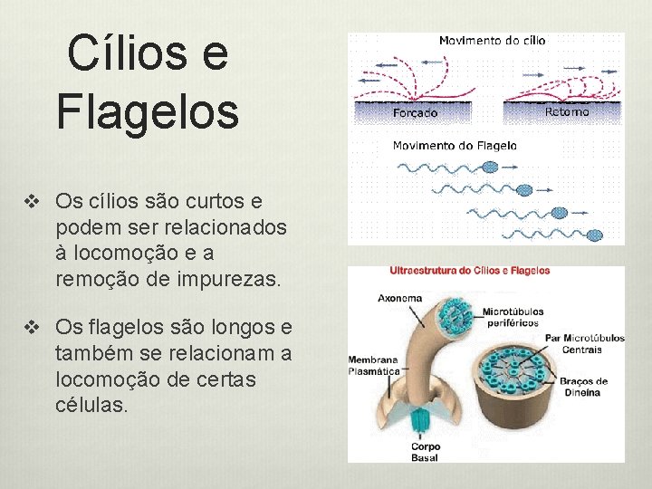 Cílios e Flagelos v Os cílios são curtos e podem ser relacionados à locomoção