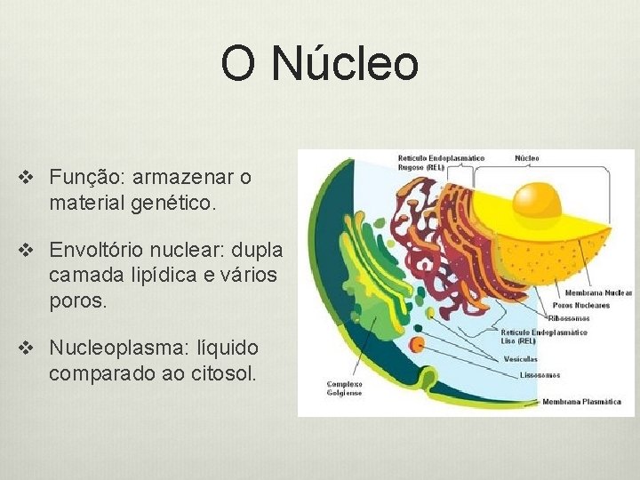 O Núcleo v Função: armazenar o material genético. v Envoltório nuclear: dupla camada lipídica