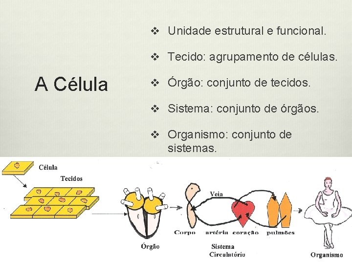 v Unidade estrutural e funcional. v Tecido: agrupamento de células. A Célula v Órgão: