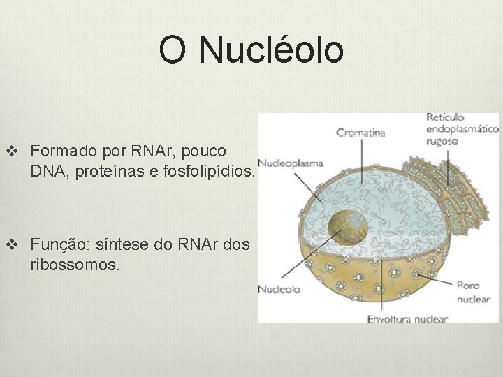 O Nucléolo v Formado por RNAr, pouco DNA, proteínas e fosfolipídios. v Função: síntese
