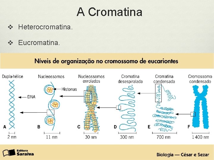 A Cromatina v Heterocromatina. v Eucromatina. 