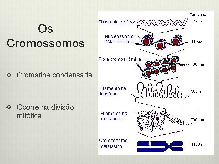 Os Cromossomos v Cromatina condensada. v Ocorre na divisão mitótica. 