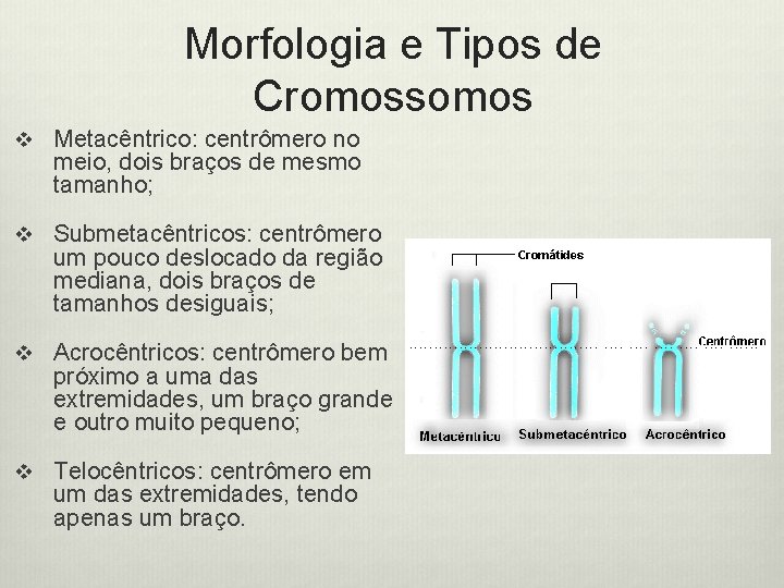 Morfologia e Tipos de Cromossomos v Metacêntrico: centrômero no meio, dois braços de mesmo